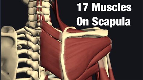 Anatomy Of Muscles Attach On Scapula Youtube