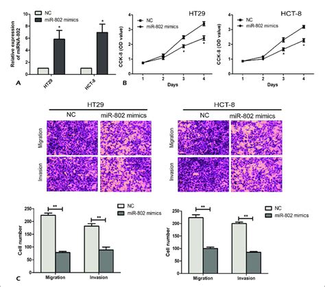 Overexpression Of MiRNA 802 Suppressed The Proliferation Migration