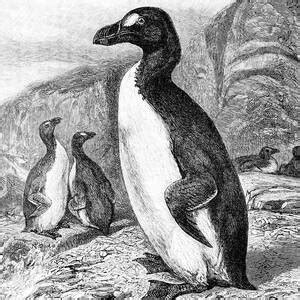 Great Auk Extinct Flightless Bird Photograph By Science Source Fine