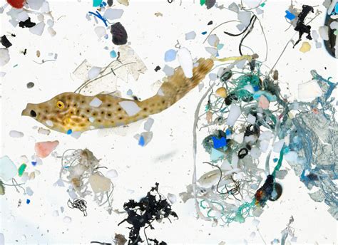 Momentum Microplastics Are In Our Bodies How Much Do They Harm Us