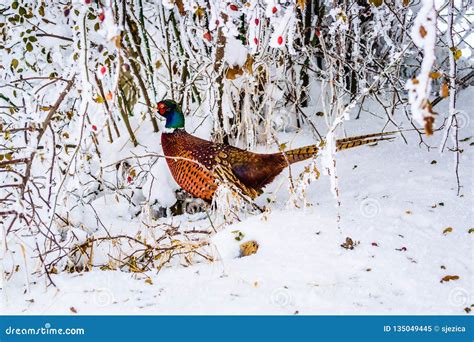 Male Ring Necked Pheasant In Snow Phasianus Colchicus Stock Image