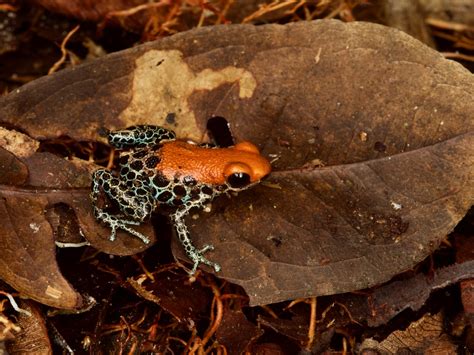 Wild Herps Red Backed Poison Frog Ranitomeya Reticulata