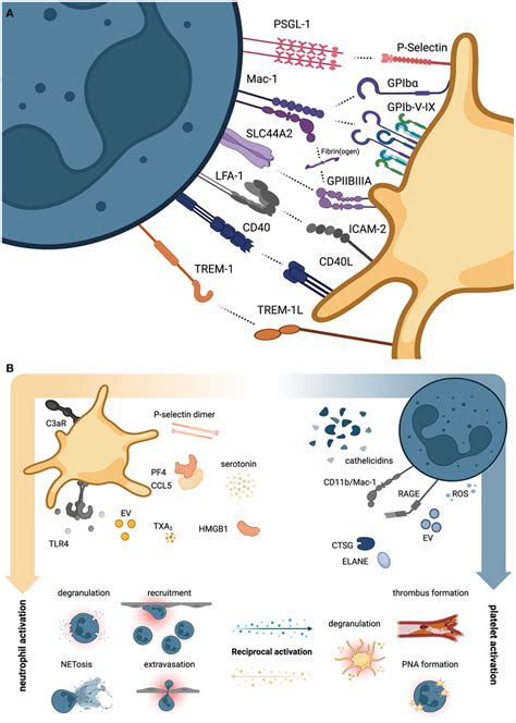 Direct And Indirect Platelet Neutrophil Interactions A Overview Of