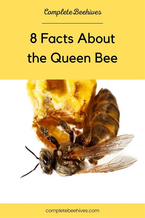 8 Interesting Facts About The Queen Bee Artofit