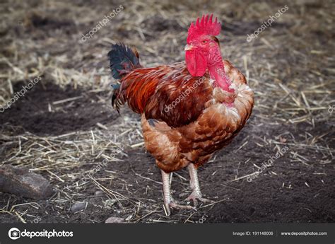 Red Bald Neck Rooster Straw Ground Stock Photo By ©lincikas 191148006