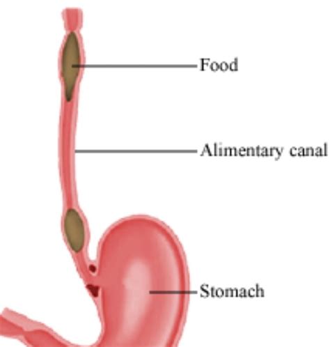 What Is Peristalsis Explain With The Help Of A Diagram