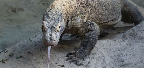 Waran Z Komodo Najgroźniejsza Jaszczurka świata Zagrożona Planeta