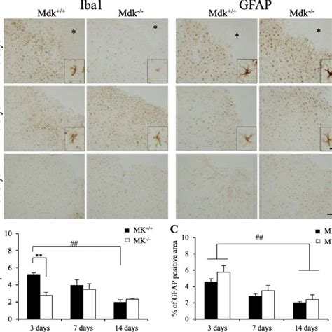 Effect Of Mk Deficiency On Microglia Response And Astrocytosis After