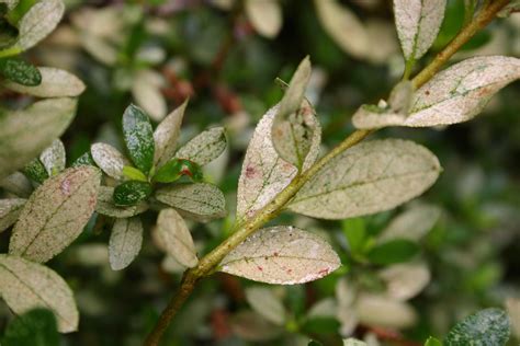 azalea lace bug 3 « Walter Reeves: The Georgia Gardener