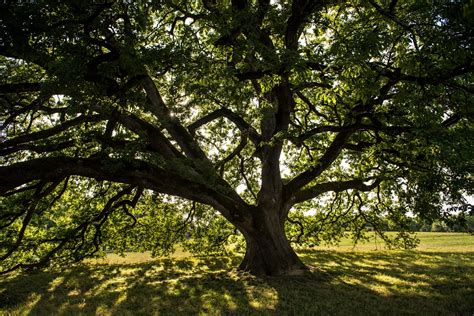 Le Chêne De Tombeboeuf Tourisme Lot Et Garonne