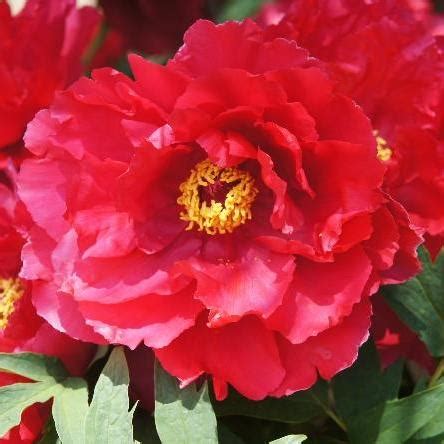 Paeonia Suff Shin Nichigetsu Nishik Van Berkum Nursery