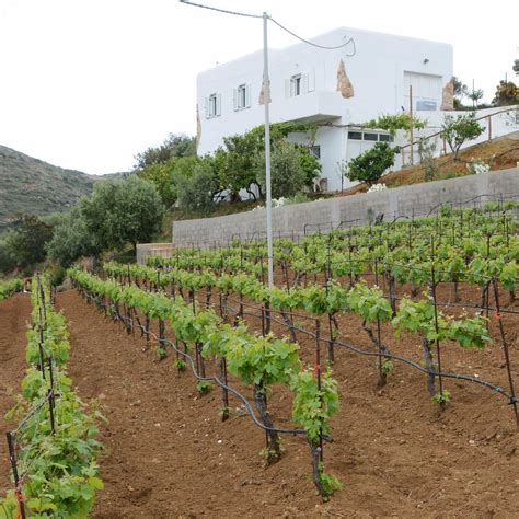 Hatzidakis Winery Tutto Quello Che Cè Da Sapere 2025