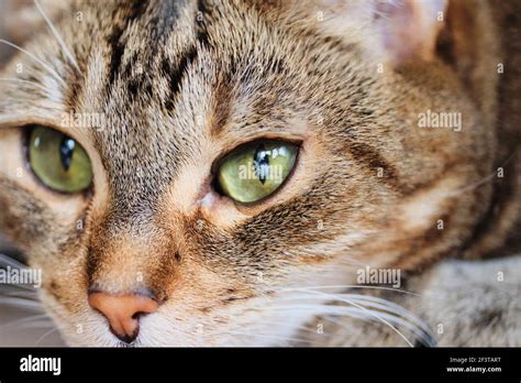 Cloudy Spot On The Cat Eye Disease Of Blindness In An Animal Stock