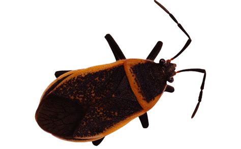 True Bug Insect Png Hd Image Png All