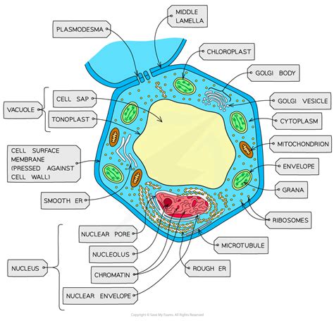 IB DP Biology SL复习笔记1 2 4 Eukaryotic Cell Structure 翰林国际教育