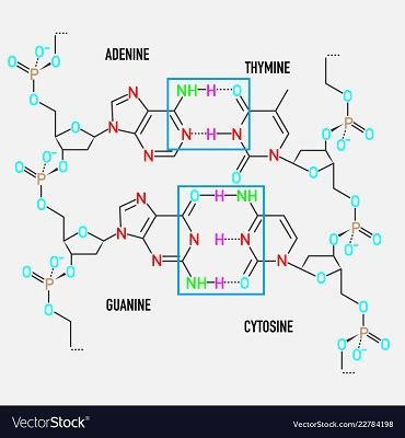 What type of bonds spontaneously form between two complementary strands ...