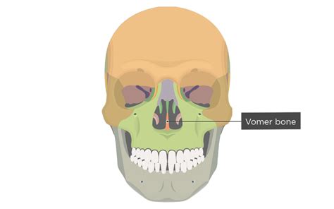 Vomer And Inferior Turbinate Anatomy And Diagram, 60% OFF