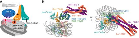 Mechanistic insights into nucleosomal H2B monoubiquitylation mediated ... 