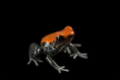 Photo Ark Home Red Backed Poison Frog National Geographic Society