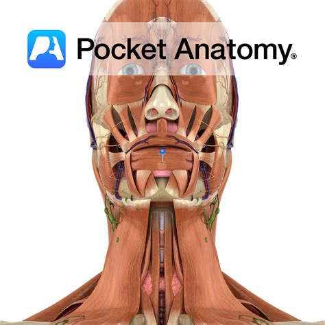 Orbicularis oris - Pocket Anatomy