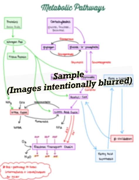 Complete Biochemicalmetabolic Pathway Study Notes For Mcat Etsy