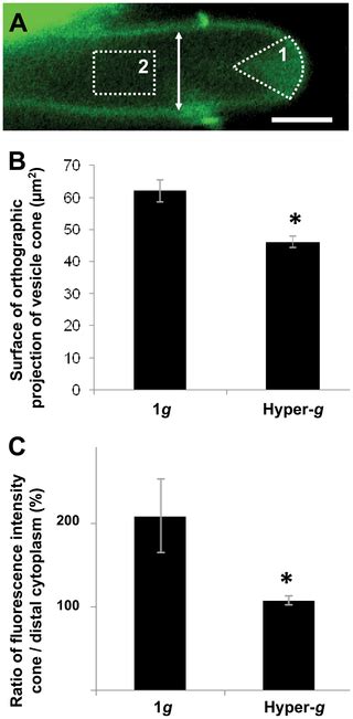 Cell Wall Assembly And Intracellular Trafficking In Plant Cells Are