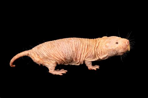 Naked Mole Rat Heterocephalus Glaber Joel Sartore