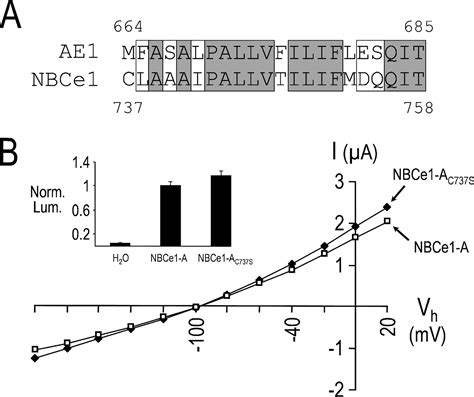 A Cysteine Scanning Mutagenesis Study Of Transmembrane Domain Of The