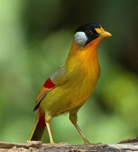 Burung Cantik Warna Untuk Masteran Murai Batu Kacer Dan Cucak Hijau