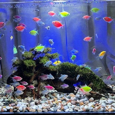 Jual Ikan Warna Warni Tetra Akuarium Aquascape Glo F Sh Glow F Sh