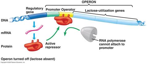 Explain With The Help Of Diagram The Working Of Lac Operon In The