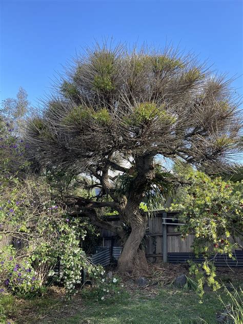 Mystery Tree - What is it? : r/GardeningAustralia