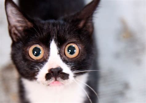 The Science Behind How Cute Tuxedo Cats Get Their Patchy Fur