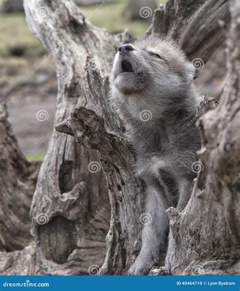 Howling wolf pup stock photo. Image of canine, animal - 40464710