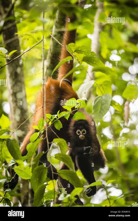 Baby Black-handed spider monkey (Ateles geoffroyi) on his mother back, Osa peninsula, Costa Rica ...