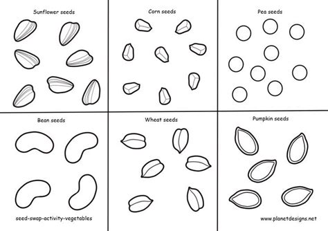 Vegetable Seeds To Colour Cut Out Include Sunflower Corn Pea Bean