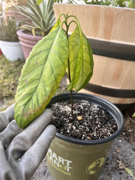 Any Idea Whats Going On With My Avocado Tree It Was Recently Repotted