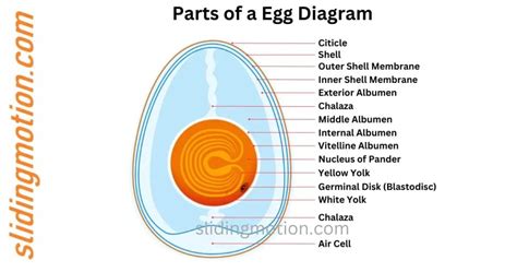 Complete Guide on 15 Parts of a Egg: Names, functions & diagram