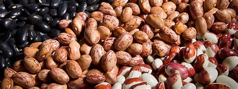 Продажа и Выращивание Фасоли | BEANS NATUR PRODUCT