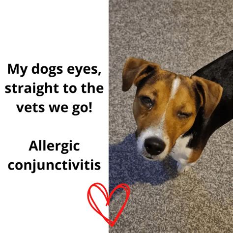 Are Human Allergy Eye Drops Safe For Dogs