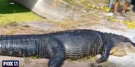 Alligator attack Florida: Horrifying bodycam footage shows 14ft monster ...