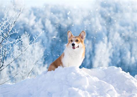 The Ultimate Guide to Caring for Your Winter Dogs | Petsies