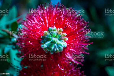 Red Bottlebrush Flowers Stock Photo Download Image Now Australia