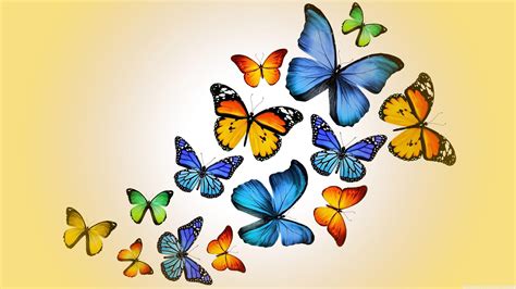 Butterfly 4K HD Wallpapers - Top Free Butterfly 4K HD Backgrounds - WallpaperAccess