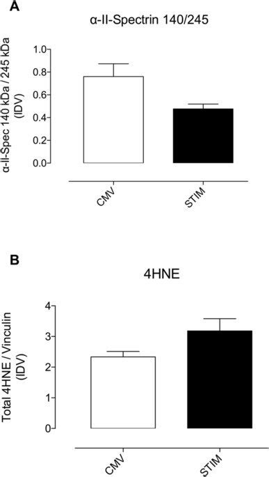 Panel A Calpain 1 Activity As Marker Of Protein Breakdown Assessed As