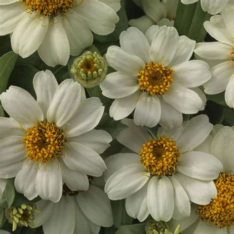 Bacopa Big Falls Series White Moss Greenhouses