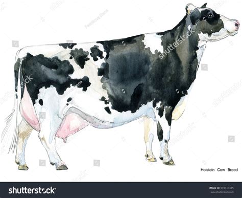 Cow Watercolor Illustration Holstein Breed Farm Stock Illustration ...