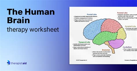 The Human Brain (Diagram) (Worksheet) | Therapist Aid