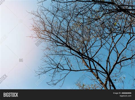 Naked Branches Tree Image Photo Free Trial Bigstock