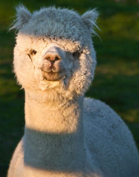 Adorable White Alpaca Portrait By Eti Reid Cute Animals Pet